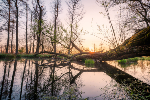 View of a fallen tree trunk over a calm pond in Kampinos National Park at sunrise with reflections in the water and tall forest trees in the background Wojewodztwo Mazowieckie Poland.