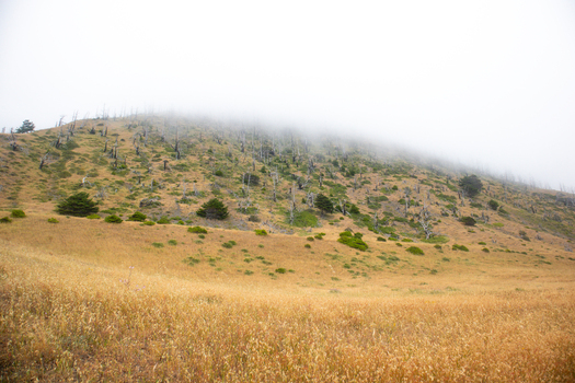View of the grassy slopes and charred trees of the Lost Coast shrouded in thick morning fog in Humboldt County California United States.