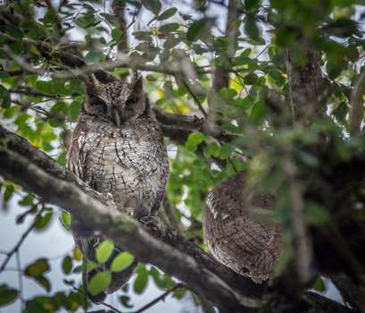 View of two owls perched on a tree branch surrounded by lush green foliage in Costa Rica. View of two owls perched on a tree branch surrounded by lush green foliage in Costa Rica.