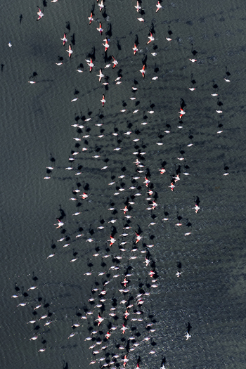 Aerial view of a flock of flamingos creating a striking contrast against the dark water their pink feathers a vivid spectacle San Pedro del Pinatar Region of Murcia Spain. Aerial view of a flock of flamingos creating a striking contrast against the dark water their pink feathers a vivid spectacle San Pedro del Pinatar Region of Murcia Spain.