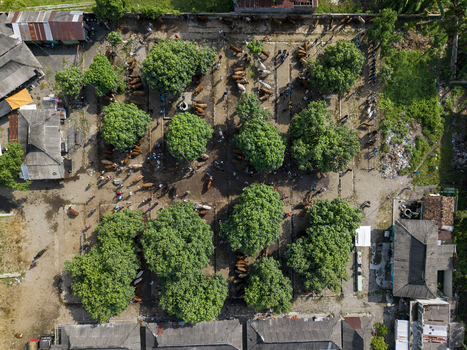 Aerial view of Animal Market Prambanan with cattle and people gathered under green trees in Kecamatan Prambanan Jawa Tengah Indonesia. Aerial view of Animal Market Prambanan with cattle and people gathered under green trees in Kecamatan Prambanan Jawa Tengah Indonesia.