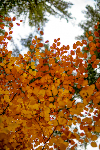 View of vibrant orange and yellow autumn leaves on beech branches against a backdrop of green pine trees in the Black Forest Offenburg Baden Wurttemberg Germany. View of vibrant orange and yellow autumn leaves on beech branches against a backdrop of green pine trees in the Black Forest Offenburg Baden Wurttemberg Germany.
