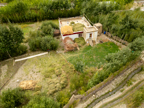 Aerial view of a traditional house in Zanskar with harvested crops drying on the roof and in the yard surrounded by lush green trees in Zanskar Ladakh India.