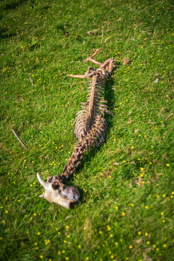 View of an animal skeleton lying on the green grassy moorland in Minions Cornwall United Kingdom. View of an animal skeleton lying on the green grassy moorland in Minions Cornwall United Kingdom.
