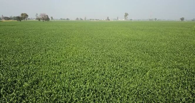 Aerial view of lush green agricultural fields in Karnal India. Aerial view of lush green agricultural fields in Karnal India.