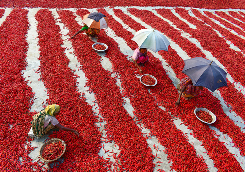 Bogura Bangladesh 12 February 2017 View of women with umbrellas sorting red chili peppers drying in long rows under the sun. Bogura Bangladesh 12 February 2017 View of women with umbrellas sorting red chili peppers drying in long rows under the sun.