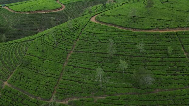 Aerial view of tea plantations in Nuwara Eliya Sri Lanka. Aerial view of tea plantations in Nuwara Eliya Sri Lanka.