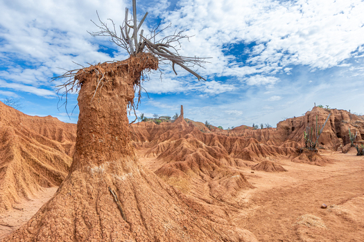 View of the eroded red rock formations and a dry tree in the Tatacoa Desert Villavieja Huila Colombia.