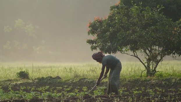 View of a farmer working in a field in Bogura Bangladesh. View of a farmer working in a field in Bogura Bangladesh.