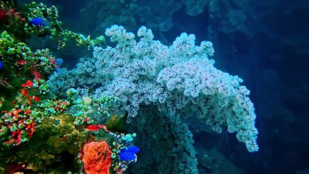 View of vibrant soft corals on a tropical reef Indonesia.
