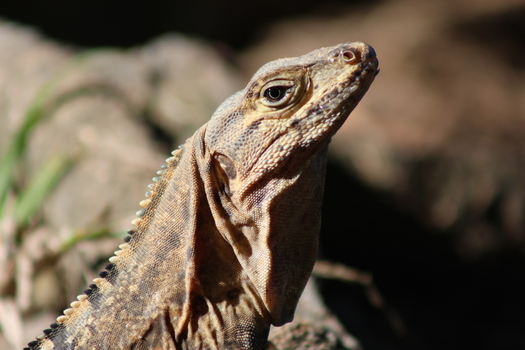View of a spiky lizard in the wild basking in the sun its scales shimmering with intricate patterns a creature of the tropics Quepos Puntarenas Province Costa Rica.