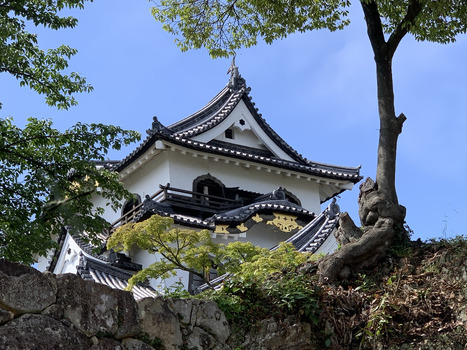 Japan 06 July 2026 View of the historic Hikone Castle with traditional white walls dark tiled roofs and gold accents framed by green trees and a stone wall under a clear blue sky. Japan 06 July 2026 View of the historic Hikone Castle with traditional white walls dark tiled roofs and gold accents framed by green trees and a stone wall under a clear blue sky.