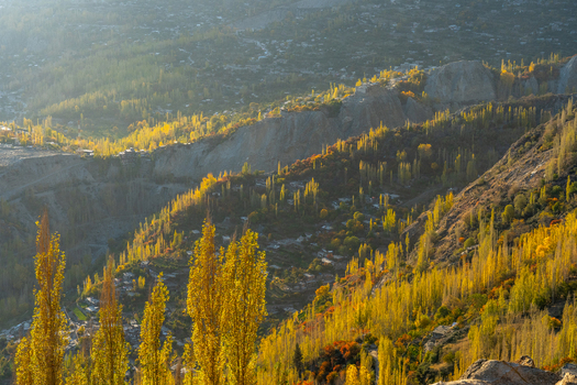 View of Hunza Valley featuring vibrant golden autumn poplar trees rugged mountain slopes and small village settlements under warm sunlight in Karimabad Gilgit Baltistan Pakistan.