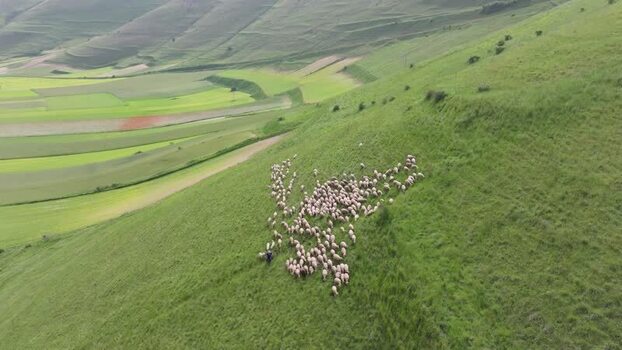 Aerial view of sheep grazing on the hills of Castelluccio Italy.