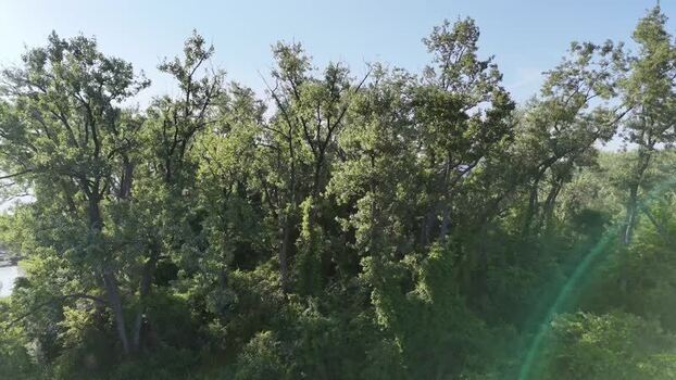 Aerial view of dense green forest and lush trees in Toronto Canada. Aerial view of dense green forest and lush trees in Toronto Canada.