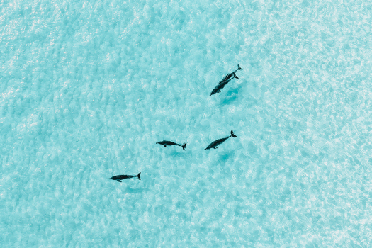 Aerial view of a pod of dolphins swimming in crystal clear turquoise water with gentle ripples Vashafaru Haa Alif Atoll Maldives. Aerial view of a pod of dolphins swimming in crystal clear turquoise water with gentle ripples Vashafaru Haa Alif Atoll Maldives.