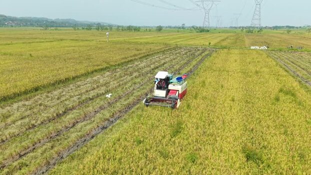 Aerial view of combine harvester in field Indonesia.