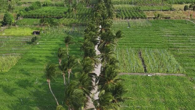 Aerial view of lush agricultural fields and palm trees Maldives. Aerial view of lush agricultural fields and palm trees Maldives.