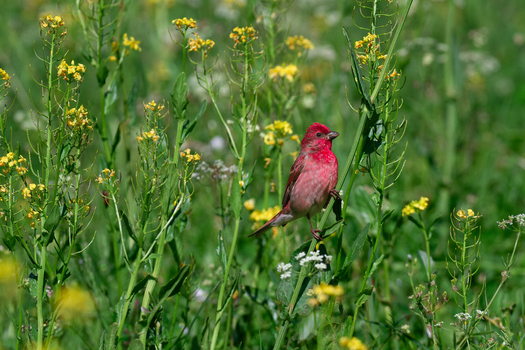 View of a vibrant red common rosefinch perched on a green plant with yellow wildflowers in Deosai National Park Skardu Gilgit Baltistan Pakistan.