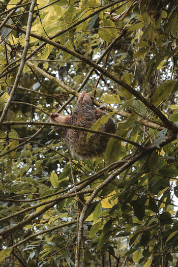 View of a sloth hanging from a tree branch in a lush tropical forest Costa Rica.