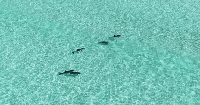 Aerial view of dolphins swimming in turquoise water Maldives.