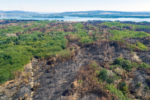 Aerial view of the Deliblato Sands wildfire aftermath showing a stark contrast between charred trees and surviving green forest near the river in Dubovac Vojvodina Serbia.