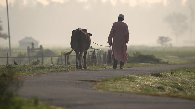 View of a man walking with a cow on a misty road Bangladesh.