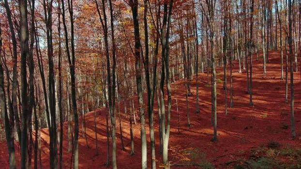 Aerial view of autumn forest in Romania. Aerial view of autumn forest in Romania.