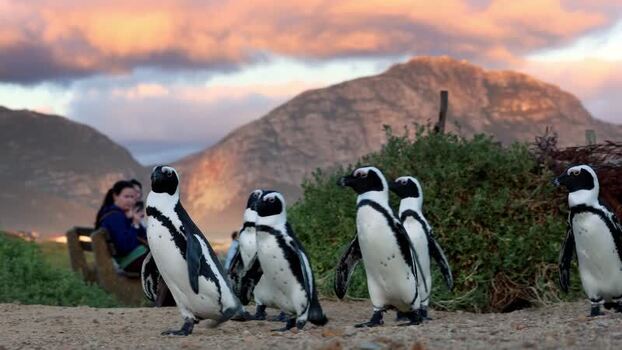 View of African penguins at Stoney Point Penguin Colony South Africa. View of African penguins at Stoney Point Penguin Colony South Africa.