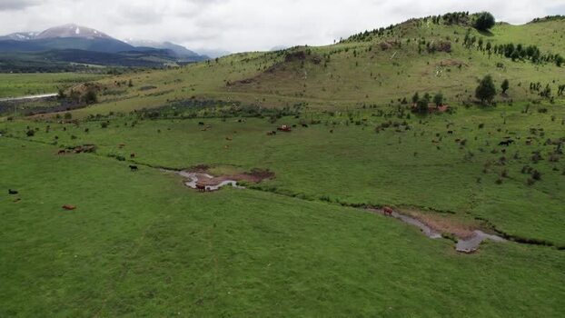 Aerial view of cattle grazing in a green pasture Chile. Aerial view of cattle grazing in a green pasture Chile.