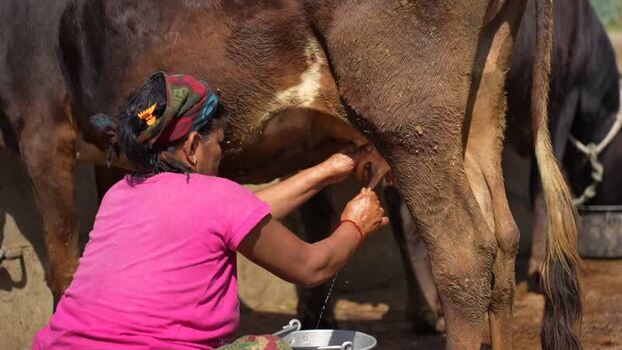 View of a woman milking a cow by hand in Surkhet Nepal. View of a woman milking a cow by hand in Surkhet Nepal.