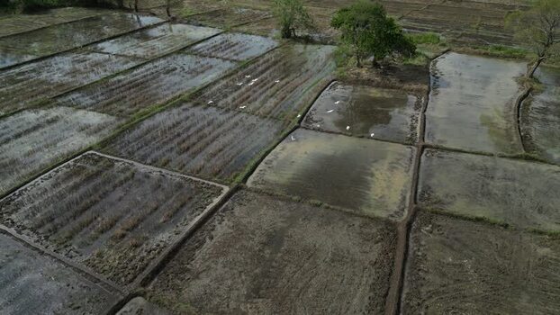 Aerial view of rice paddies near Sigiriya Sri Lanka.