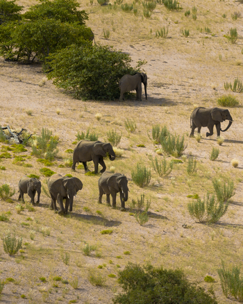 Aerial view of elephants wandering through the arid landscape their gray forms contrasting with the dry yellow vegetation Uis Namibia.
