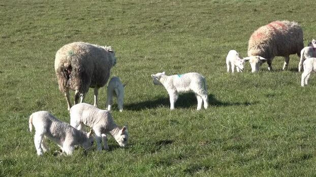 View of sheep and lambs grazing in a green field in Ireland.