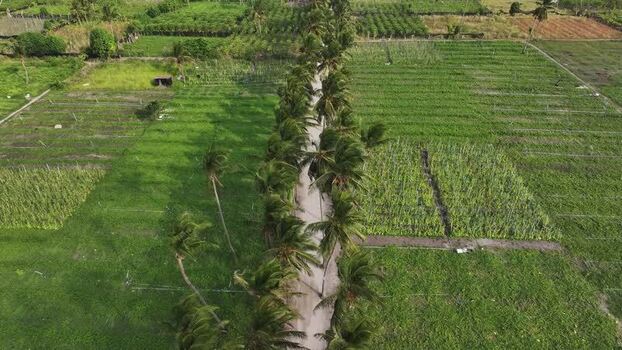 Aerial view of palm tree path and agricultural fields Maldives. Aerial view of palm tree path and agricultural fields Maldives.