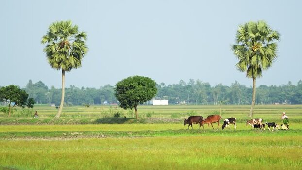 View of cows grazing in a green field in Bogura Bangladesh. View of cows grazing in a green field in Bogura Bangladesh.
