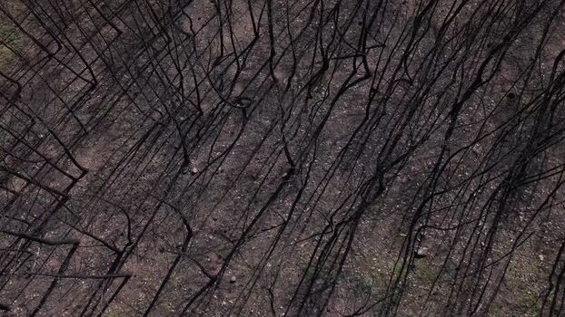Aerial view of burned area of forest Portugal.