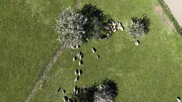 Aerial view of sheep grazing under trees Spain.