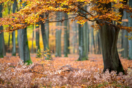 View of a vibrant autumn forest with golden leaves on the trees and a carpet of fallen foliage on the ground in Debrzno Pomeranian Voivodeship Poland.
