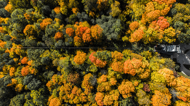 Aerial view of dense forest canopy in Gauja National Park during autumn showing vibrant orange and yellow foliage with a cable car line in Sigulda Sigulda Municipality Latvia. Aerial view of dense forest canopy in Gauja National Park during autumn showing vibrant orange and yellow foliage with a cable car line in Sigulda Sigulda Municipality Latvia.
