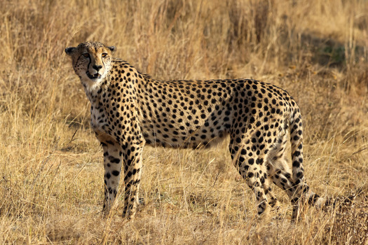 View of a cheetah standing in the dry savanna grass of Welgevonden Game Reserve in Waterberg District Municipality Limpopo South Africa. View of a cheetah standing in the dry savanna grass of Welgevonden Game Reserve in Waterberg District Municipality Limpopo South Africa.