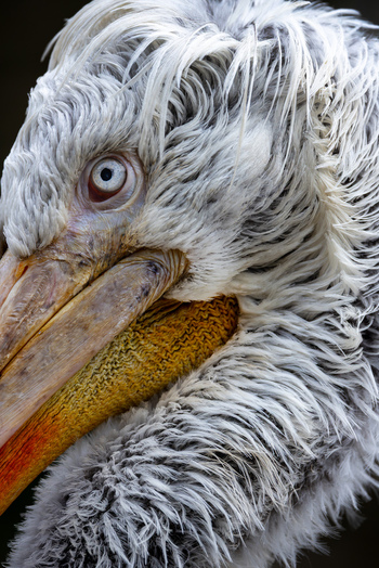 View of a Dalmatian pelican with detailed curly white feathers and a sharp eye Mulhouse Grand Est France.