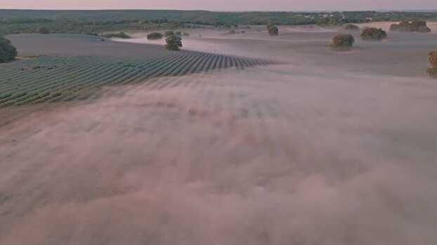 Aerial view of lavender fields in morning mist in Spain.
