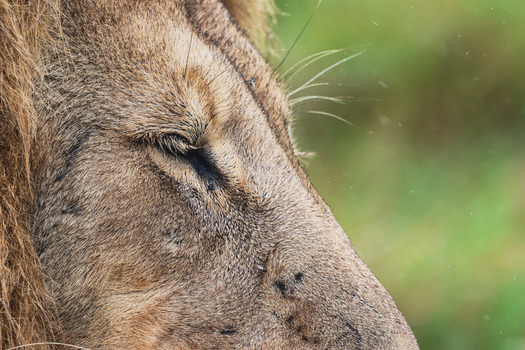 View of a male lion with its eye closed and thick mane in the Welgevonden Game Reserve Waterberg District Municipality Limpopo South Africa. View of a male lion with its eye closed and thick mane in the Welgevonden Game Reserve Waterberg District Municipality Limpopo South Africa.