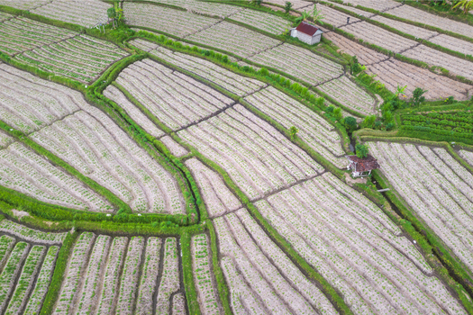Aerial view of lush terraced rice fields with green ridges and small traditional huts Sidemen Bali Indonesia.