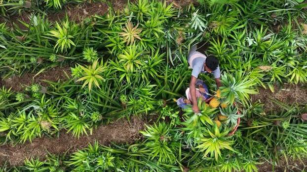 Aerial view of a worker harvesting pineapples Bangladesh.