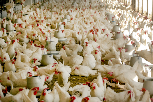 View of layer poultry farming with numerous white chickens in a commercial indoor facility with hanging feeders in Multan City Punjab Pakistan. View of layer poultry farming with numerous white chickens in a commercial indoor facility with hanging feeders in Multan City Punjab Pakistan.