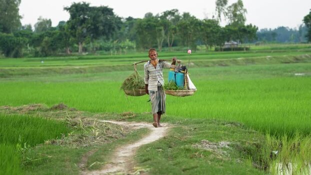 View of a farmer carrying baskets in green rice fields Bangladesh. View of a farmer carrying baskets in green rice fields Bangladesh.