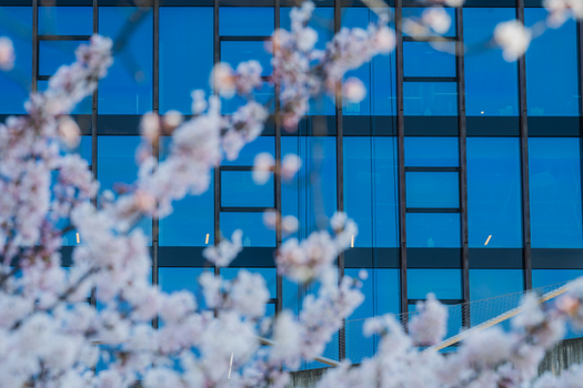 View of blooming cherry blossoms in the foreground with a modern glass office building in the background Vilnius Vilnius County Lithuania. View of blooming cherry blossoms in the foreground with a modern glass office building in the background Vilnius Vilnius County Lithuania.