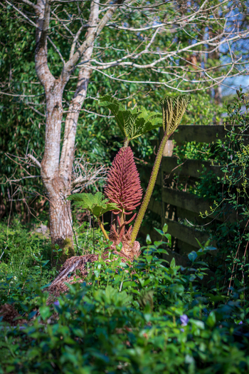 View of a Gunnera manicata plant with its unique cone shaped flower spike surrounded by lush green foliage a tree and a wooden fence in Looe Cornwall United Kingdom. View of a Gunnera manicata plant with its unique cone shaped flower spike surrounded by lush green foliage a tree and a wooden fence in Looe Cornwall United Kingdom.
